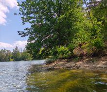 Baum und steiniger Untergrund am Ufer des Diemelsee