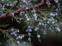 Die Etappe des Schmetterlingsteig von Liebenau bis Deisel führt durch Kalkmagerrasen und Wachholderheiden, Foto: Pixabay