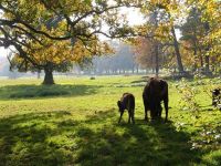 Wisente im Tierpark Sababurg